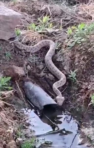 Elazığ’da koca engerek yılanı görüntülendi
