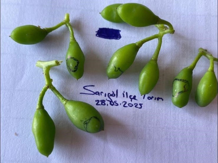 Salkım güvesine karşı ilaçlama uyarısı