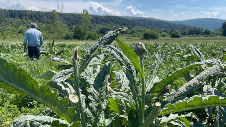 Dünyaca ünlü enginarları hırsızlar hasat etti... Polis her yerde onları arıyor