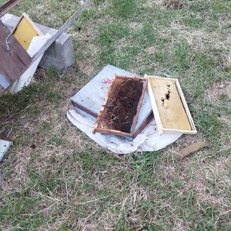 Kastamonu’da ayı 6 arı kovanını parçaladı