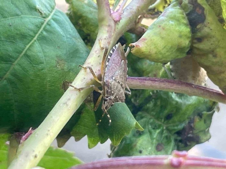 Bursa’da yüzlerce çiftçinin kabusu oldu...Kiraz, erik ve dutlarda büyük zarar