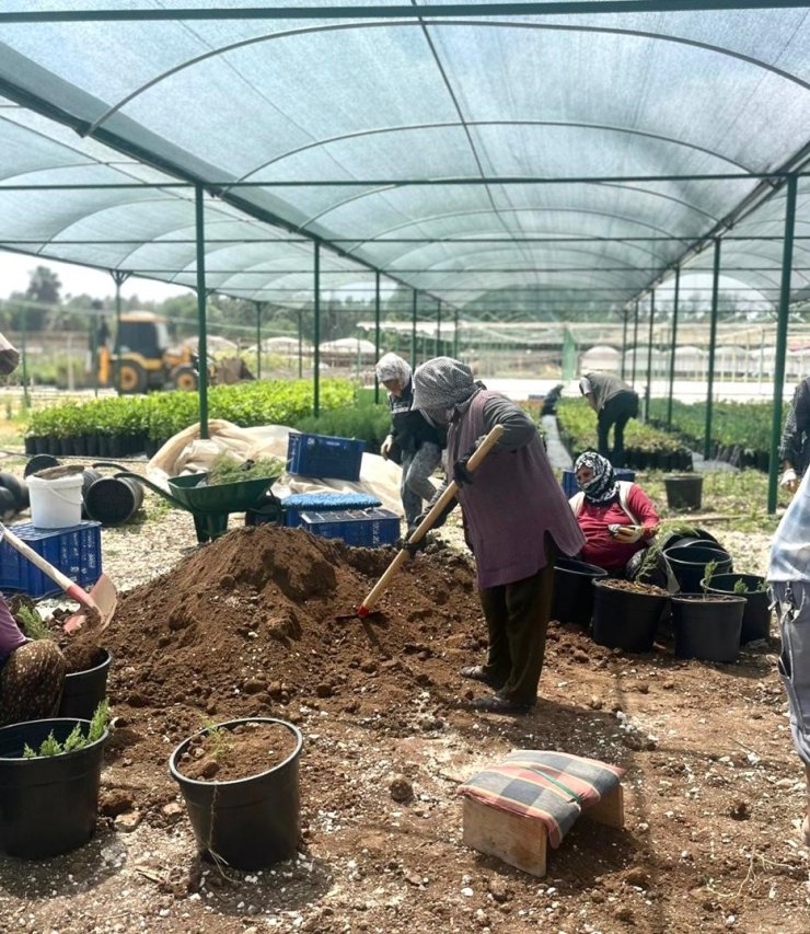 Tarsus’ta ’klonal okaliptus’ fidanı üretimi