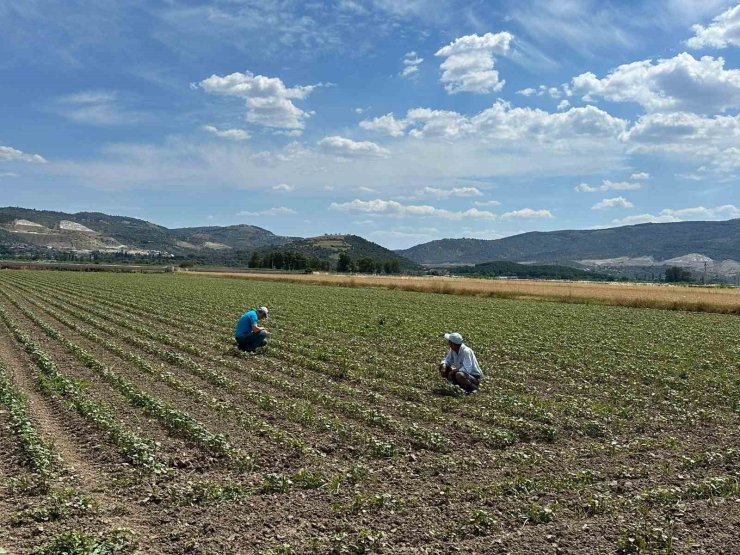 Pamuk üreticilerine "mücadele" çağrısı