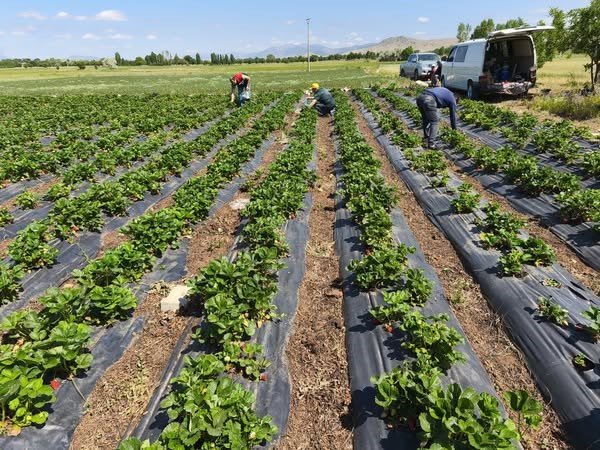 Beyşehir’de çilekte hasat öncesi pestisit denetimi