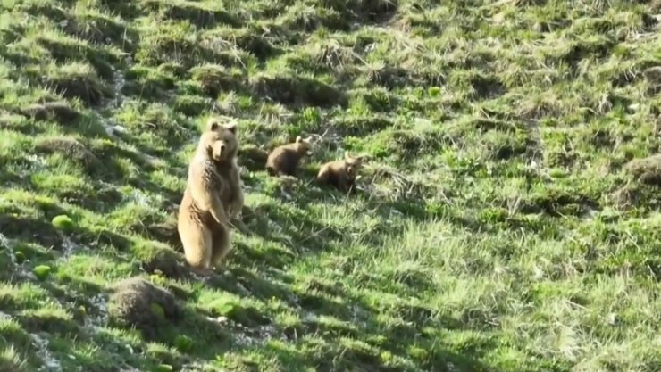 Köye yaklaşan bozayı ile 2 yavrusunu zarar görmemeleri için drone ile uzaklaştırdı