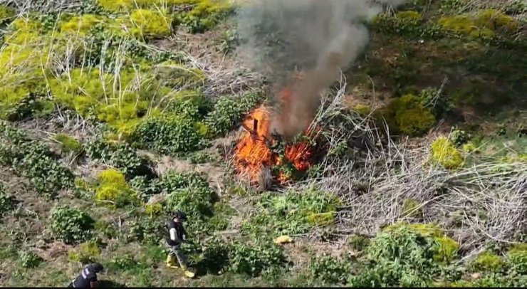 Dicle Nehri kenarında ekilen 100 milyon TL değerinde kenevir imha edildi