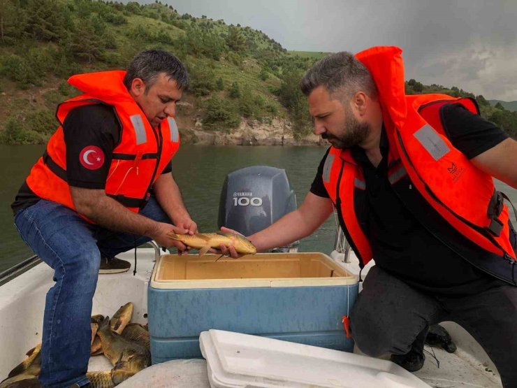 Kars’ta sazan balıklarının üreme dönemleri araştırılıyor