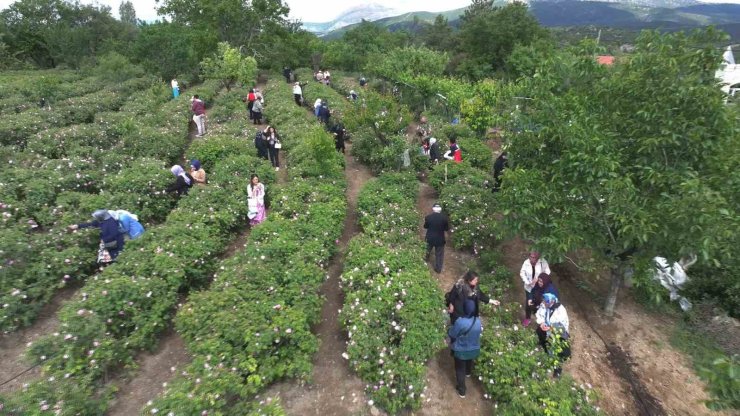 Isparta’da gül hasadı, festival coşkusunu doruklara taşıdı