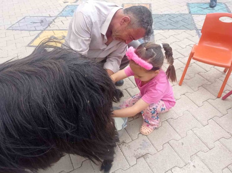 Şırnak’ta öğrencilere keçi sağımı uygulamalı olarak gösterildi