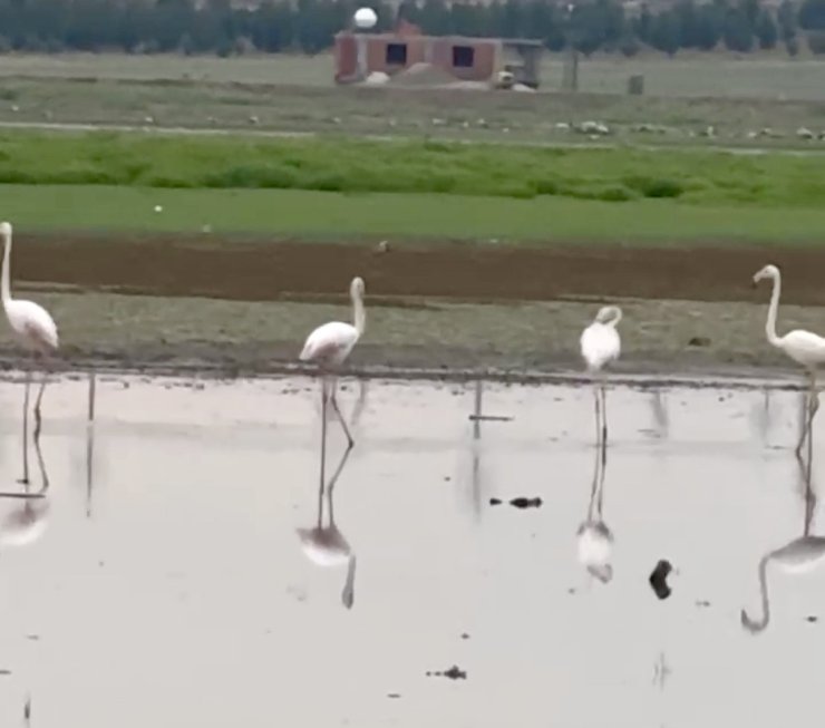 280 türden fazla kuşa ev sahipliği yapan Diyarbakır’da uzun yıllar sonra flamingo görüldü