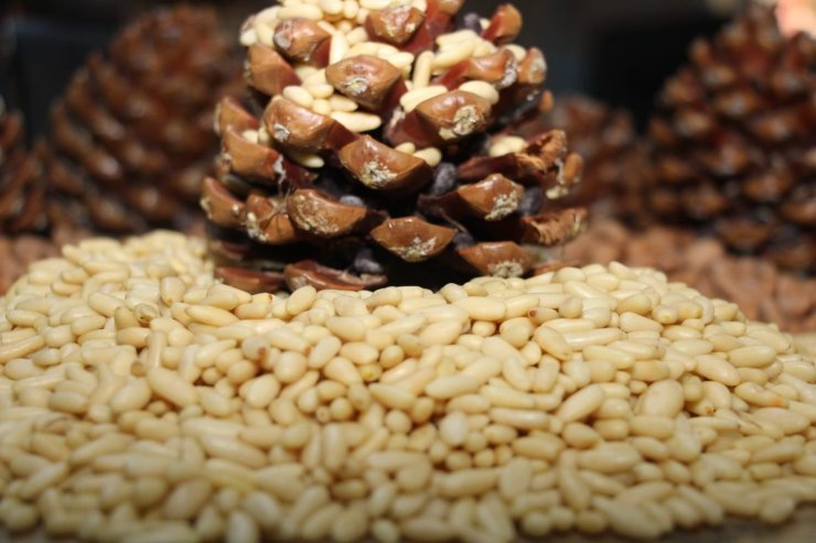 Aydın Çam Fıstığı, Avrupa Birliği tesciliyle taçlandı