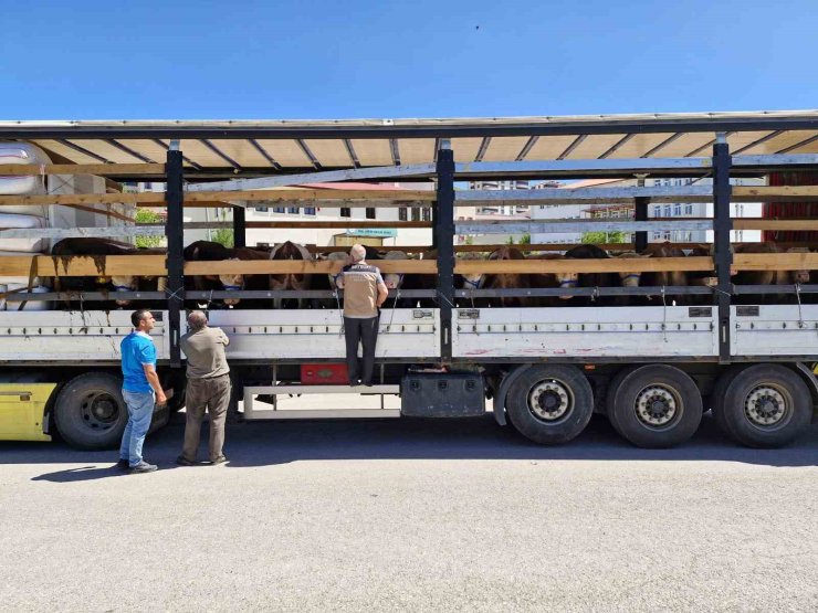 Bayburt’ta kurban sevki denetimleri sürüyor