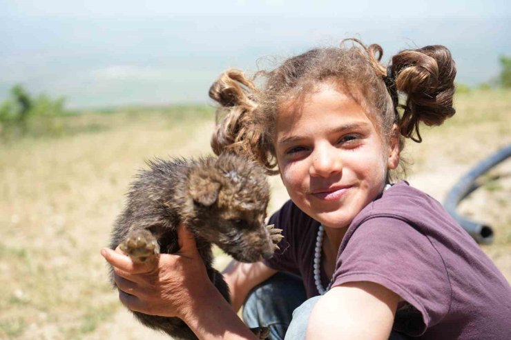 Muş’ta çoban kardeşler yaylada ölmek üzere olan kurt yavrularını kurtardı
