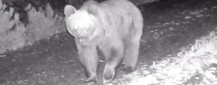 Çankırı’da ayı, yaralı kurt ve domuz sürüsü fotokapanda