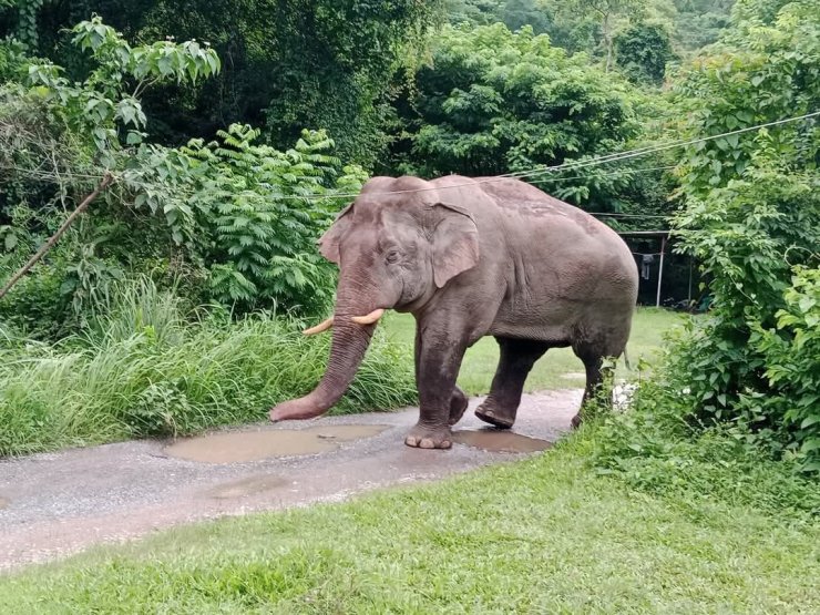 Tayland’da market sahibi, atıştırmalıkları yiyen fili sapanla kovaladı