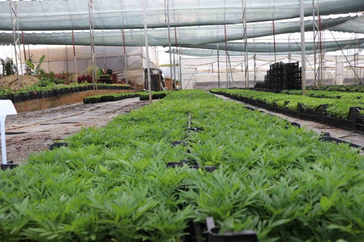 Alanya Belediyesi arife günü mezarlıklarda çiçek dağıtacak