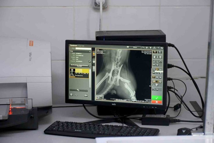 Başkan Günel, 5’inci kattan düşen kediye yaşam umudu oldu