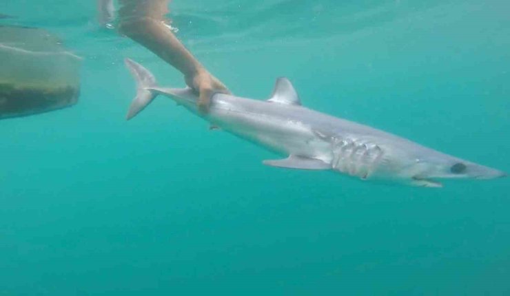 Tatilcileri rahatlatan açıklama: "Türkiye’deki denizler, köpek balığı riski açısından çok güvenli"