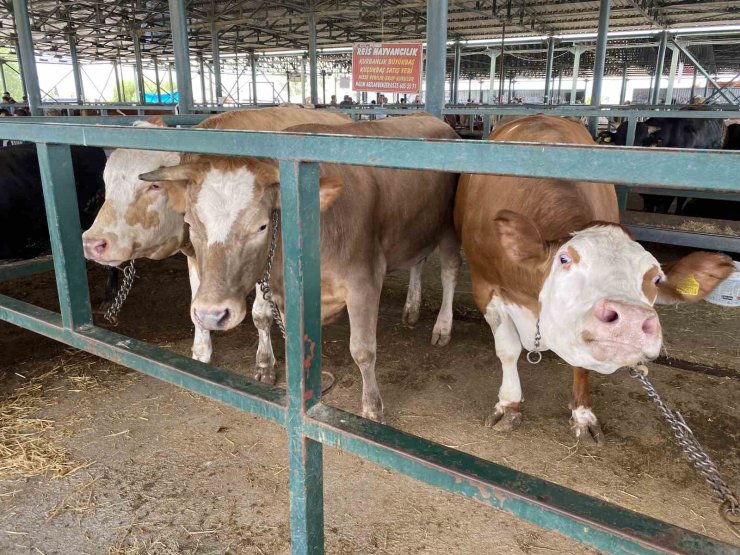 Eskişehir Hayvan Pazarı’nın 750 kiloluk düveleri