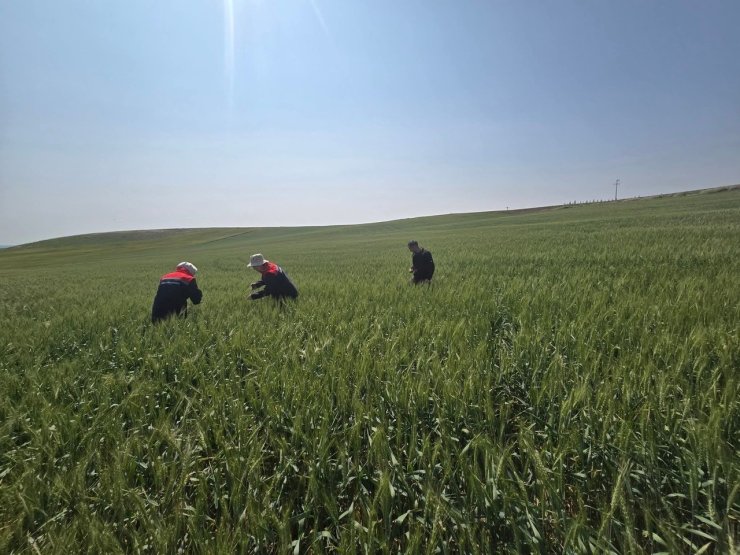Kulu’da süne zararlısıyla mücadele çalışmaları