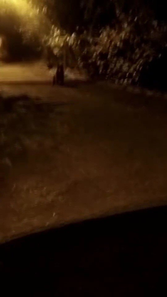 Mezarlık yanına inen ayı kamerada