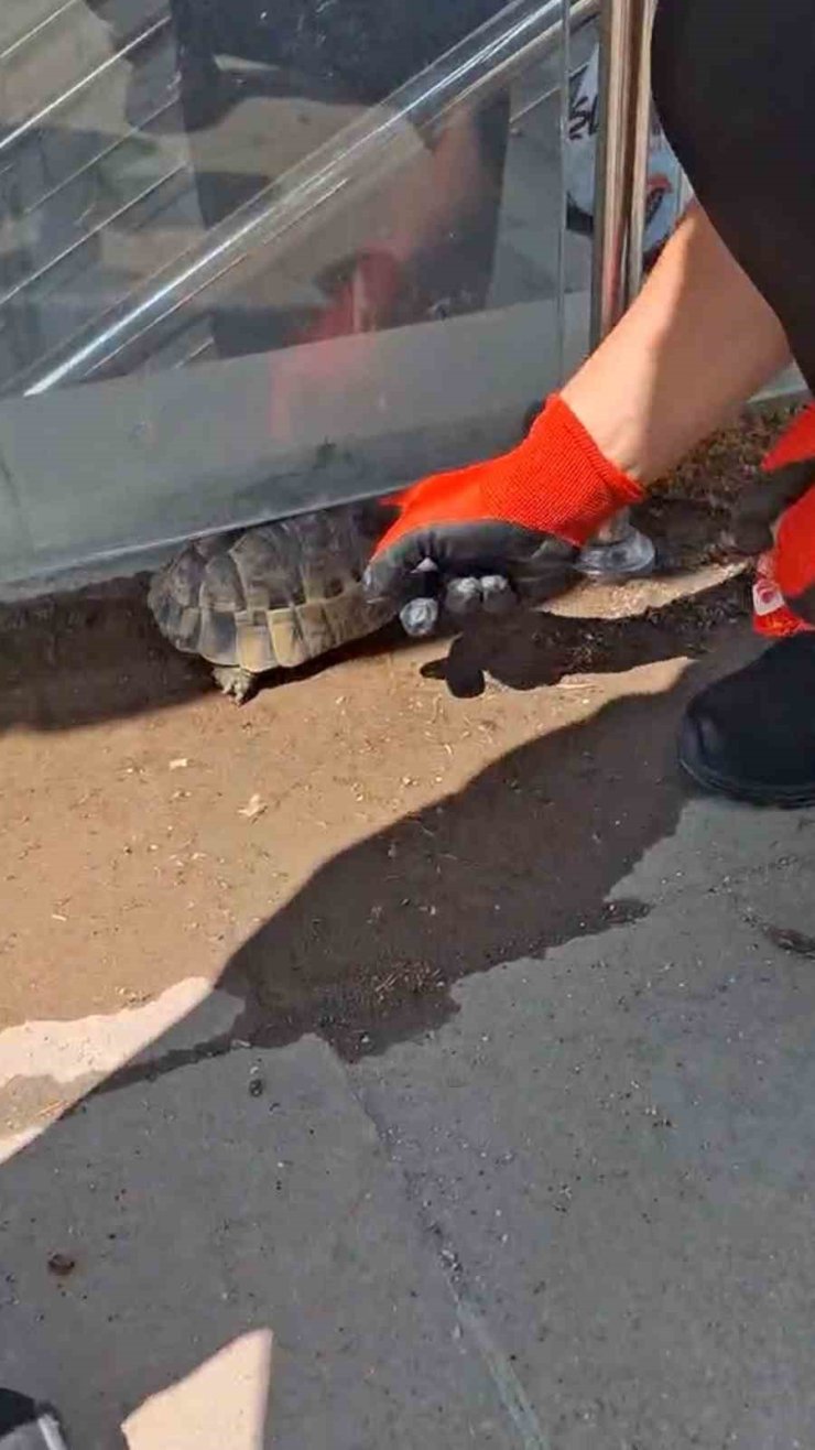 Kırıkkale’de cam korkuluk ile zemin arasına sıkışan kaplumbağayı itfaiye kurtardı