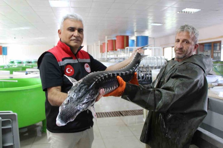 Nesli tehlike altındaki sivriburundan sadece 150 tane kaldı, Amasya’da 100 bin yavru balık üretimi planlanıyor