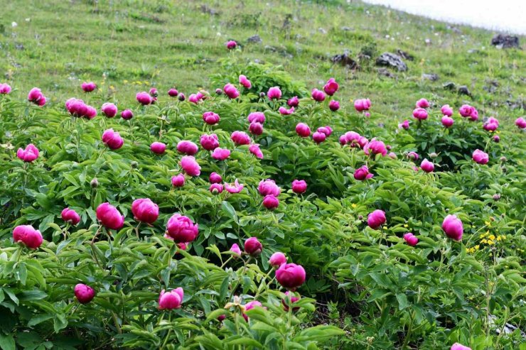 Yılda 10 gün açıyor: Bu çiçeği koparmanın cezası yarım milyon
