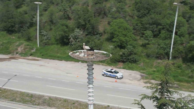 Leylek otelin yavruları dünyaya geldi