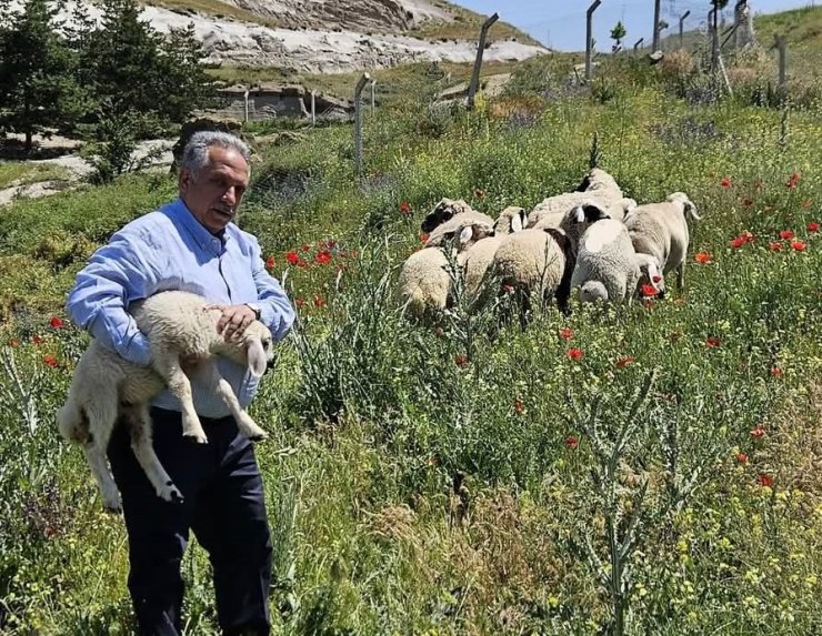 Bulunan küçükbaş hayvanlar Talas Belediyesi’nde koruma altına alındı