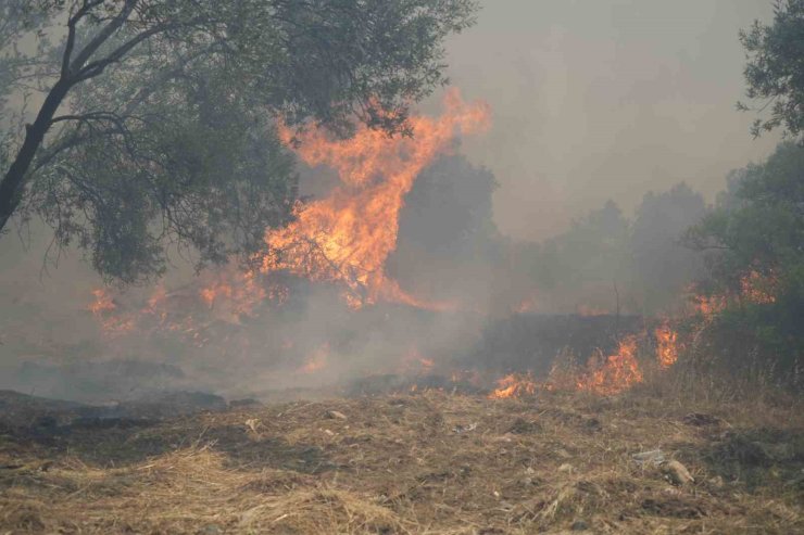 Zeytinlik alandaki yangın kısmen kontrol altına alındı