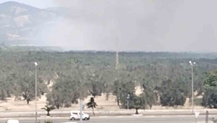 Edremit’te zeytinlik alanda yangın başladı