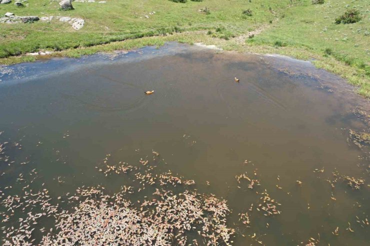 Başkentliler bayramın tadını Kızılcahamam yaylalarında çıkardı