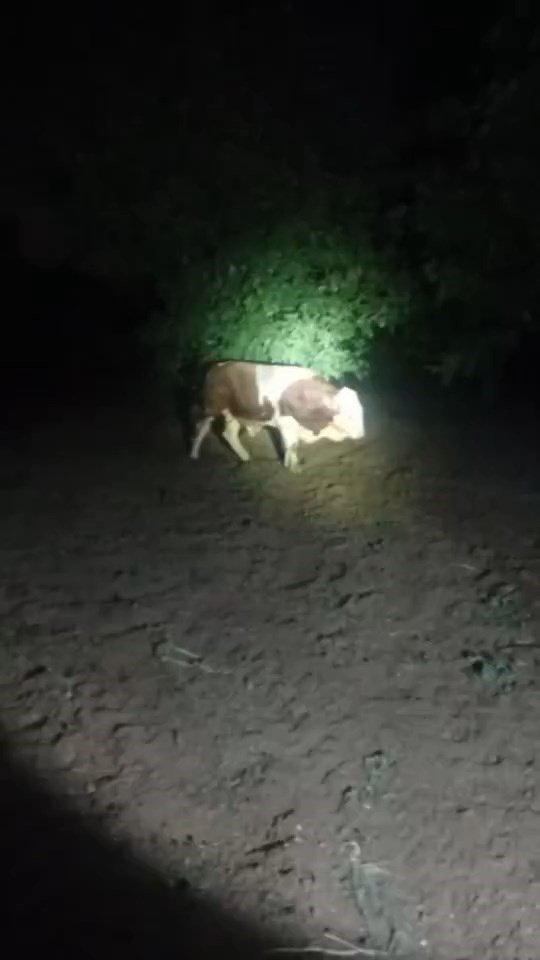 Elazığ’da kaçan boğayı belediye ekipleri yakaladı