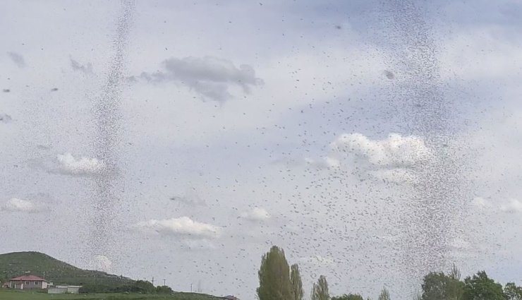 Çıldır Gölü’nde sinek istilası