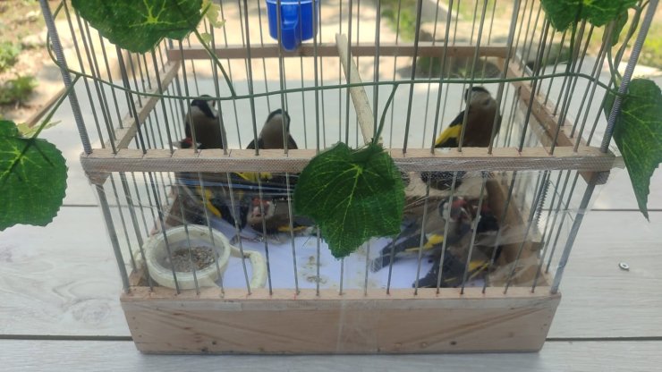 Kırşehir’de saka kuşu avcılarına operasyon: 2 kişi yakalandı