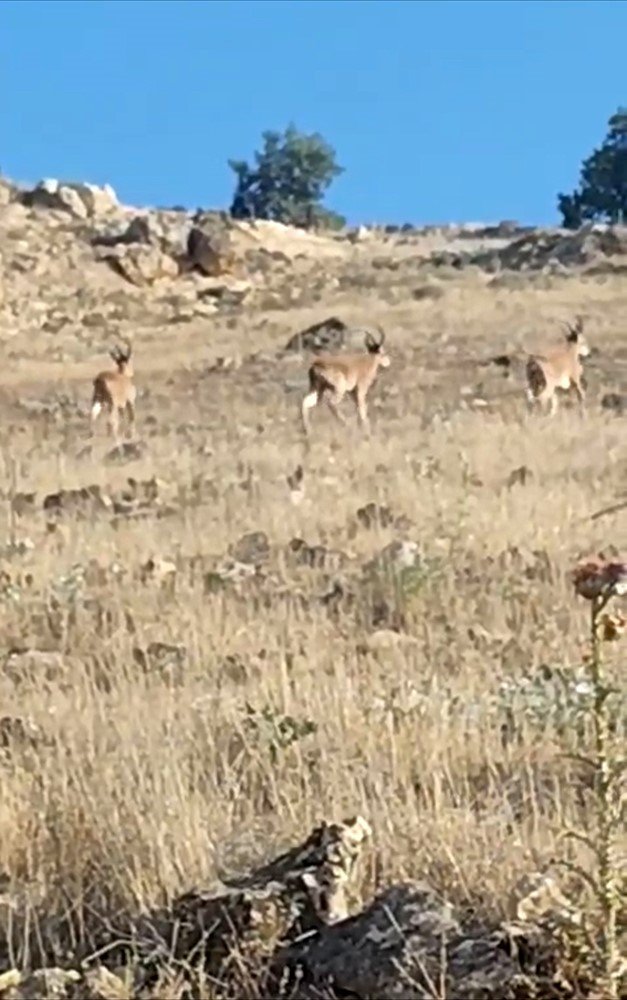 Nesli tehdit altındaki dağ keçileri Mardin kırsalında görüntülendi