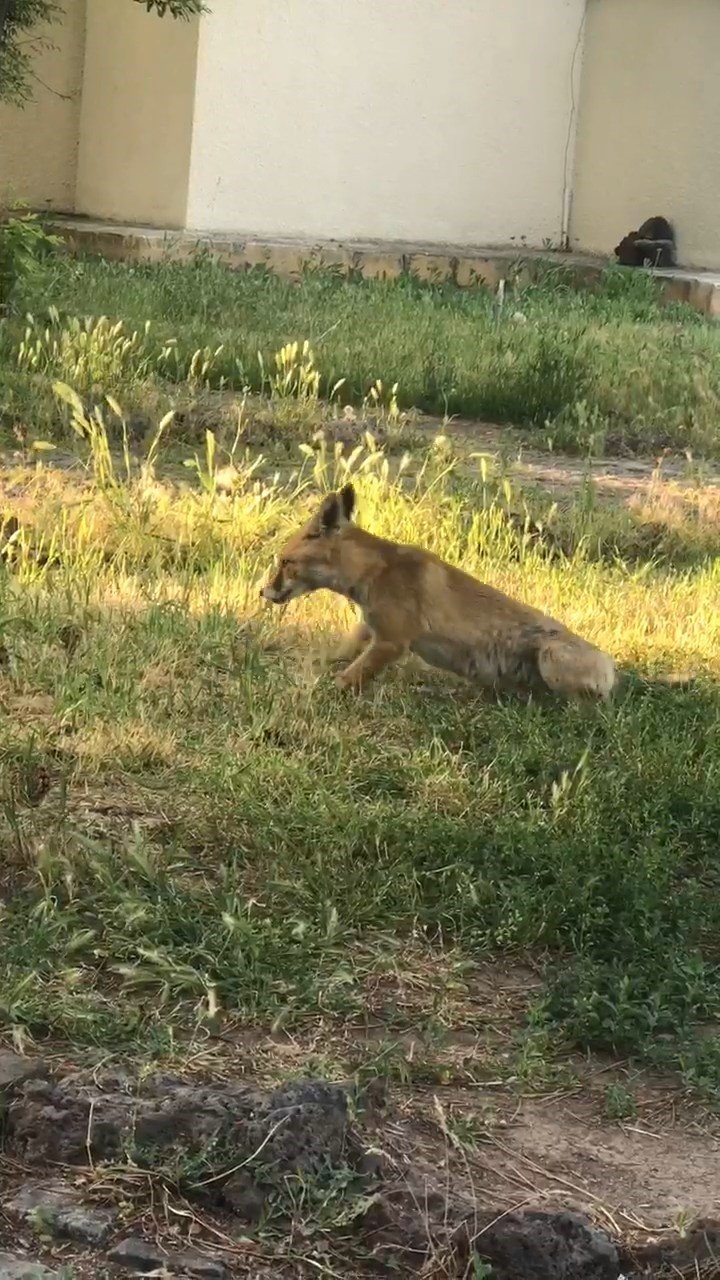 KYK yurdunda davetsiz misafir