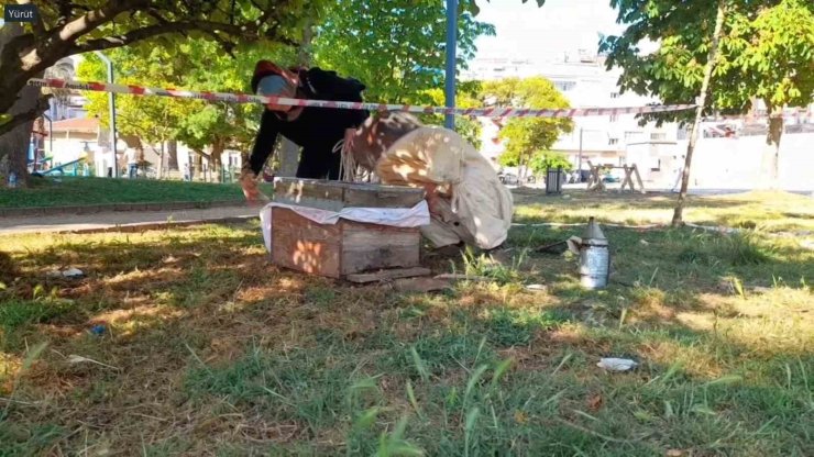 Sinop kent merkezinde arılar ağaca oğul verdi