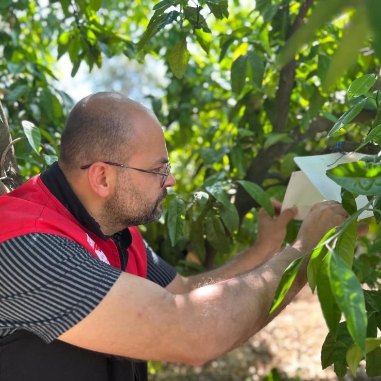 Edremit’te Akdeniz meyve sineği takibi sürüyor