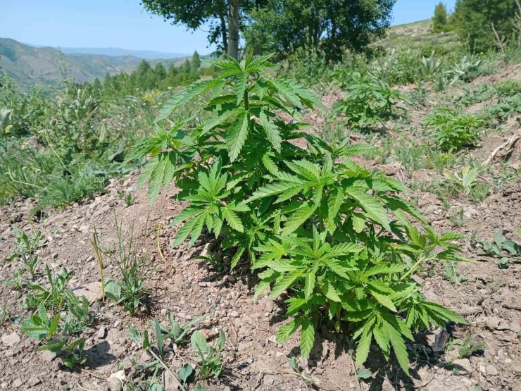 Bingöl’de kenevir ve kaçak tütün ele geçirildi