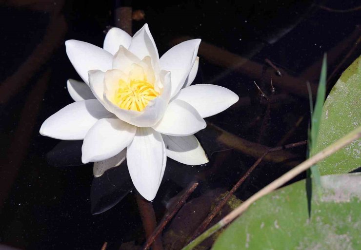 Bu çiçek, özellikleri ile dünyada tek