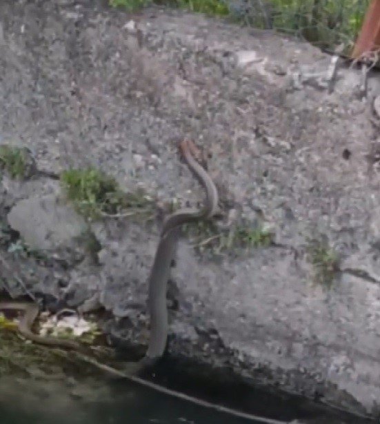 Su kanalının duvarında yorgun düşen yılanı kurtardılar