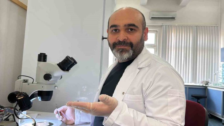 Asya uzun boynuzlu kenesi Türkiye faunasına girdi