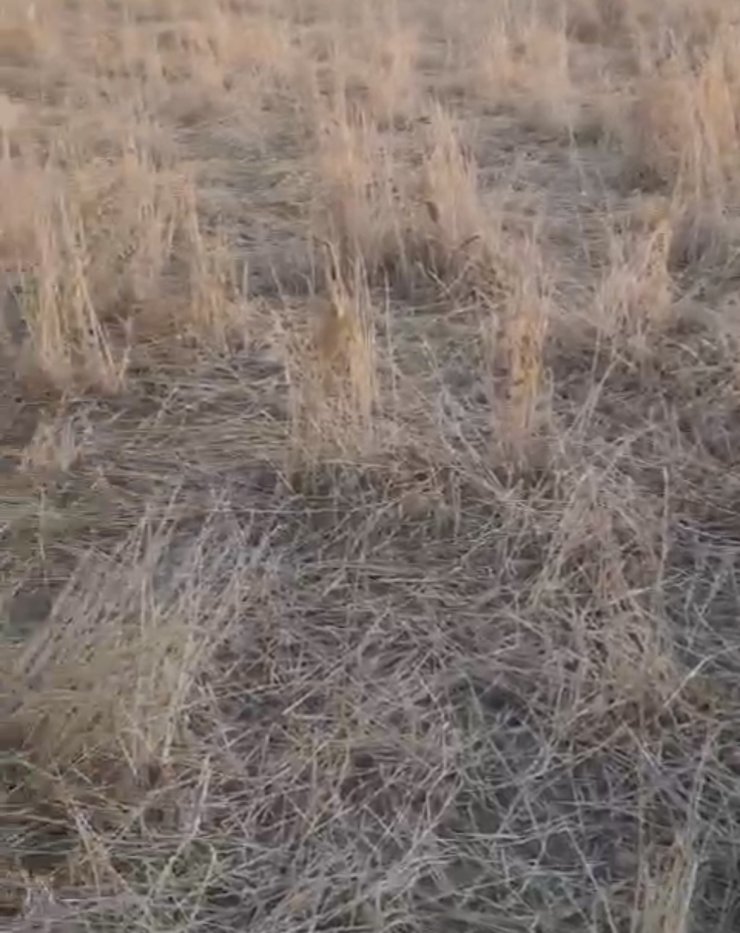 Elazığ’da araziler yaban domuzlarının istilasına uğradı