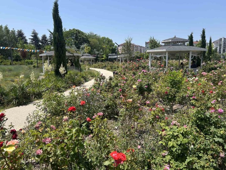 Millet Bahçesini güller sardı