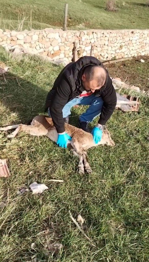 Gümüşhane’de baygın bulunan yaban keçisi kalp masajıyla hayata döndürüldü