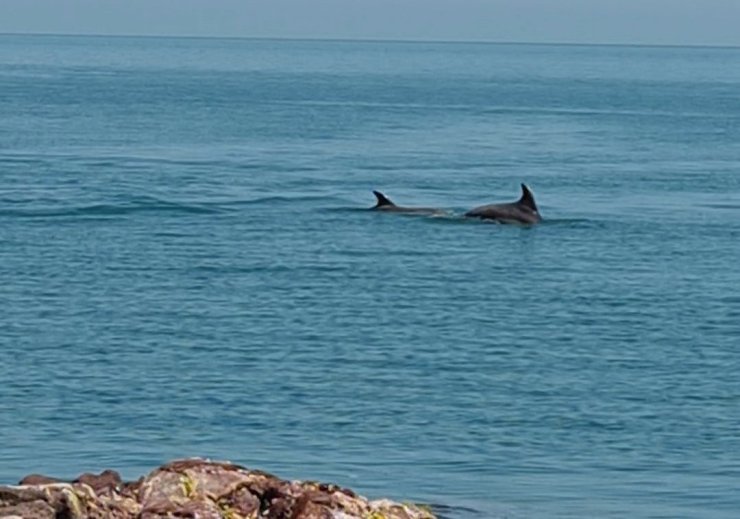 Karadeniz’de yunus güzelliği