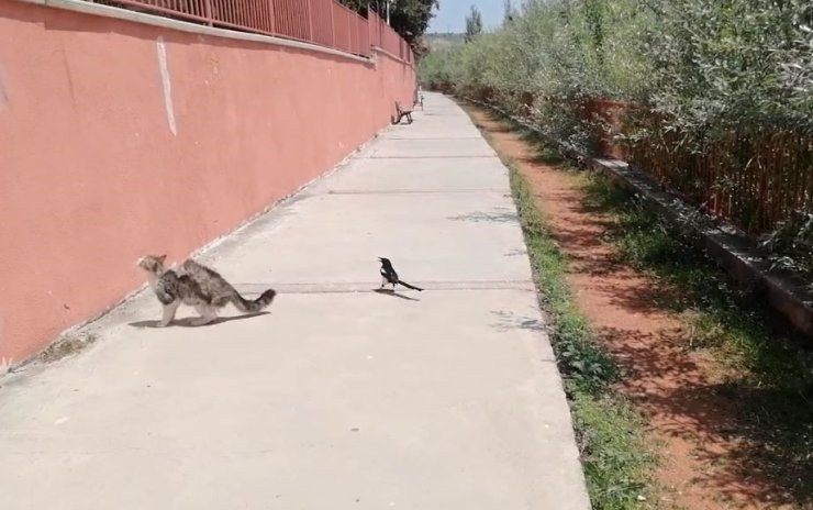 Karganın tehlikeli oyunu, çizgi film sahnelerini aratmadı