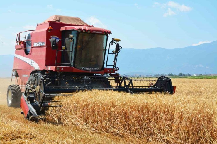 Edremit’te buğday hasadı başladı